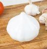 Picture of Garlic Saver