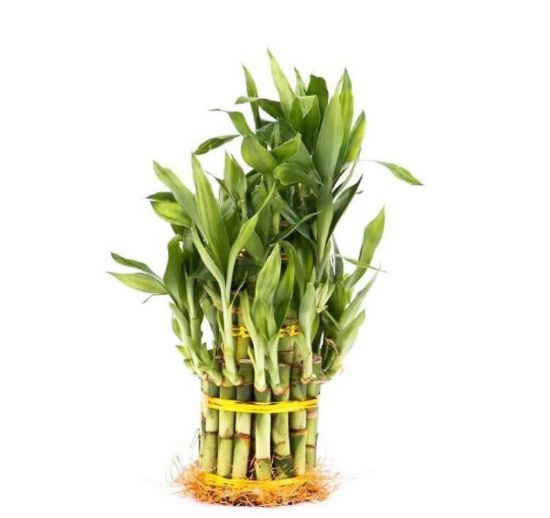 Picture of Lucky Circle Bamboo & Vase