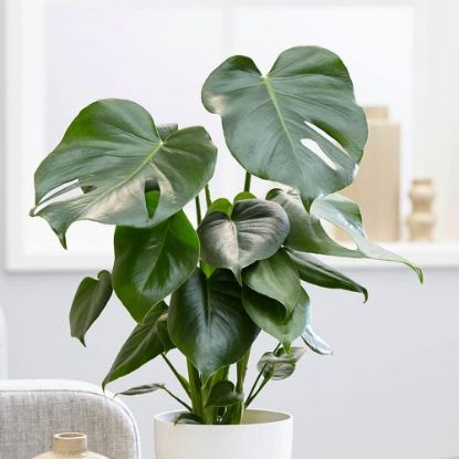 Picture of Philodendron 10"