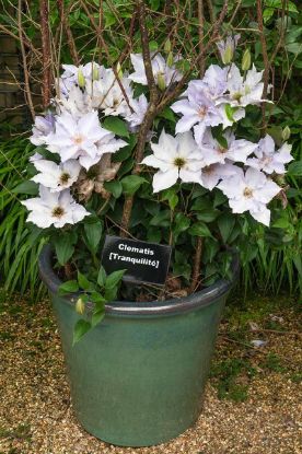 Picture of Clematis