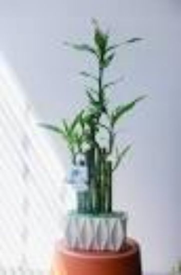 Picture of 468bamboo+pot/468