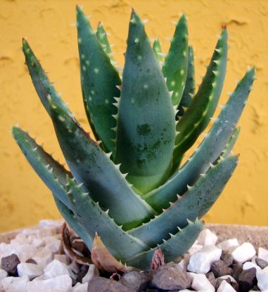 Picture of Aloe Plant 4"