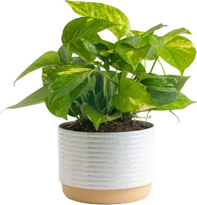 Picture of Pothos Gold 6"