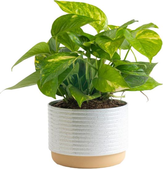 Picture of Pothos Gold 6"
