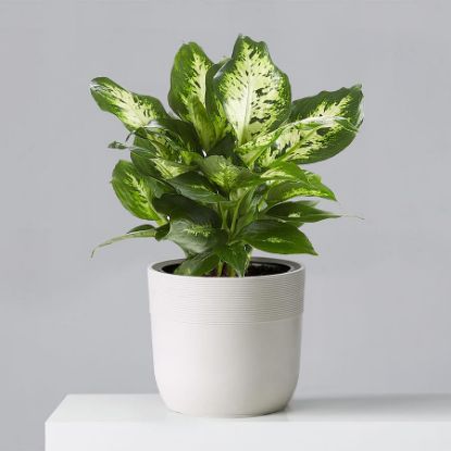 Picture of 6" Dieffehbichia