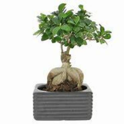Picture of 4" Ginseng Ficus