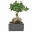 Picture of 4" Ginseng Ficus