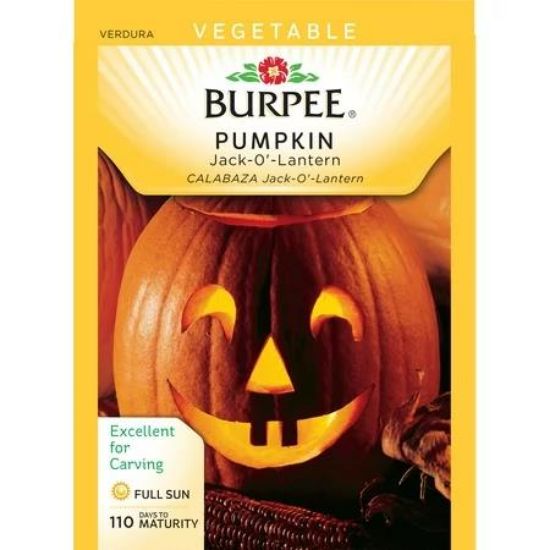 Picture of Jack-o Pumpkin Seeds