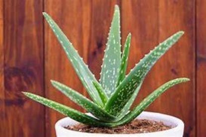 Picture of Aloe Vera 4"