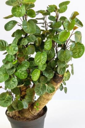 Picture of CANE PLANT