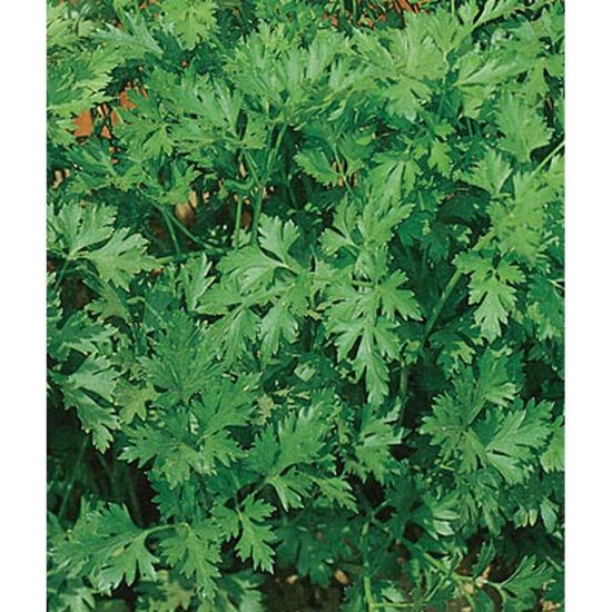 Picture of Organic Plain Or Single Italian Parsley Seeds