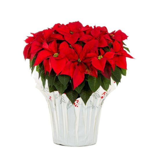 Picture of 6' Swag/Poinsettia