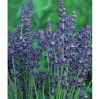 Picture of English Lavender Seeds