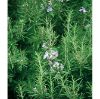 Picture of Rosemary Seeds