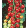 Picture of Super Sweet Tomato Seeds