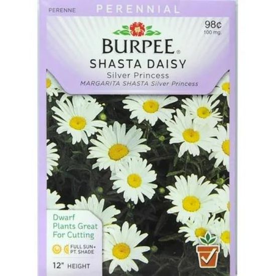 Picture of Daisy Shasta Silver Princess