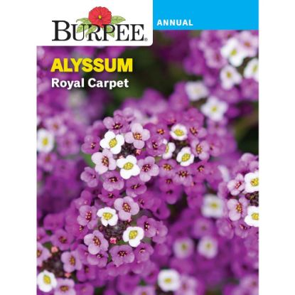 Picture of Alyssum, Royal Carpet