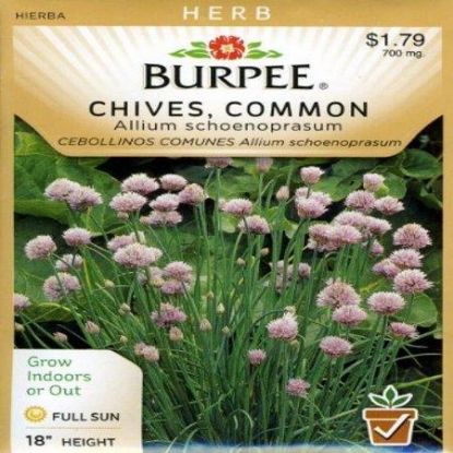 Picture of Dolores Chives Seeds