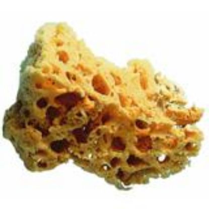 Picture of 5-6" Paint Sponge