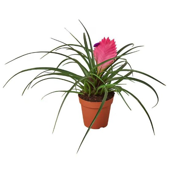 Picture of Bromeliad Asst Ceramic 4"