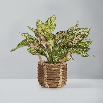 Picture of Aglnaonema 10"