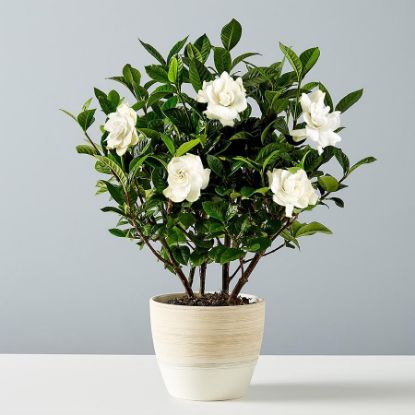 Picture of Gardenia 6"