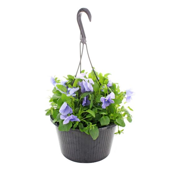 Picture of Pansies In Hanging Basket 10"
