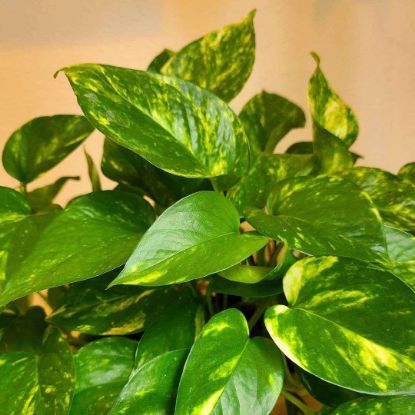 Picture of Pothos Foliage 4"