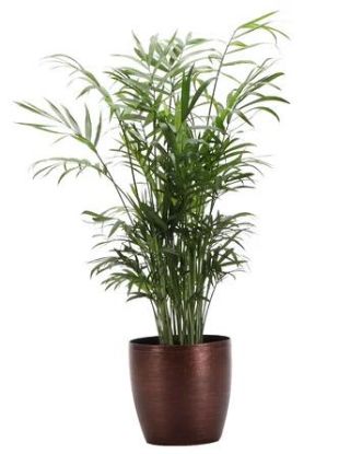 Picture of 6" Neanthe Bella Palm