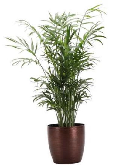 Picture of 6" Neanthe Bella Palm