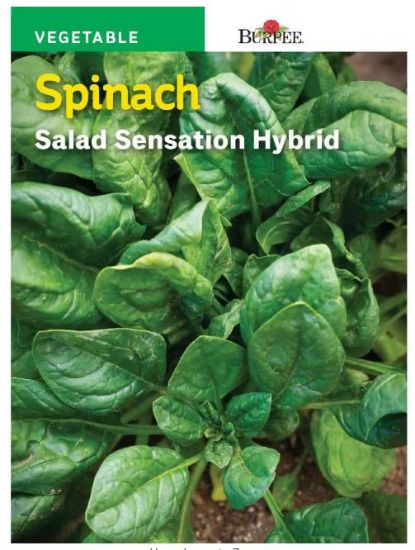 Picture of Spinach Salad Sensation Hybrid Seeds