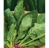 Picture of Spinach Salad Sensation Hybrid Seeds