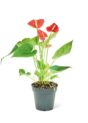 Picture of Anthurium 6"
