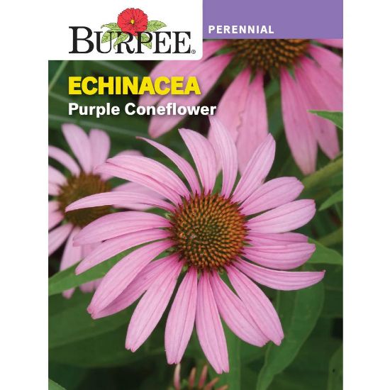 Picture of Echinacea Purple Coneflower