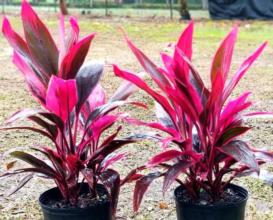 Picture of Cordyline Red Sister 10"