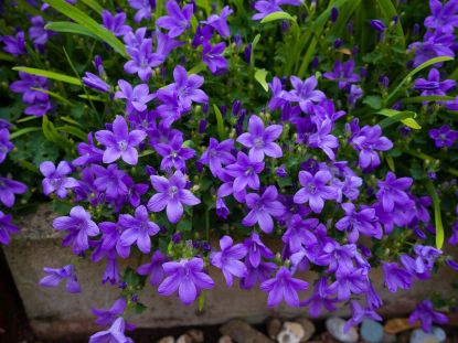 Picture of Campanula 4"