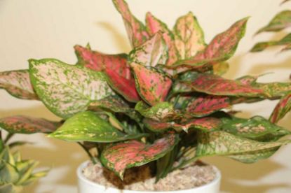 Picture of Aglaonema Gems Ruby 6"