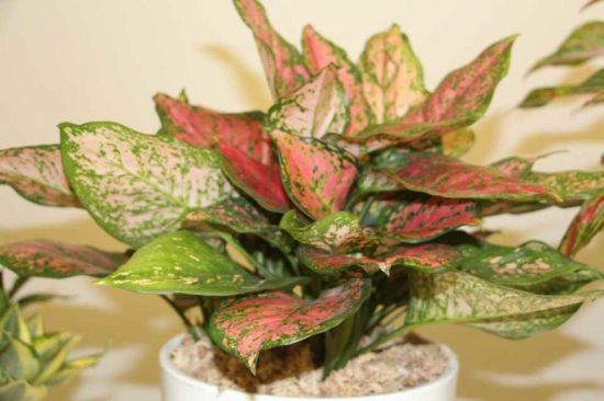 Picture of Aglaonema Gems Ruby 6"