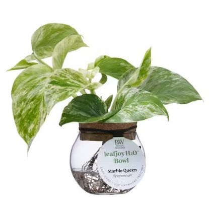 Picture of Leaf Joy H2o Bowl Ctenanthe