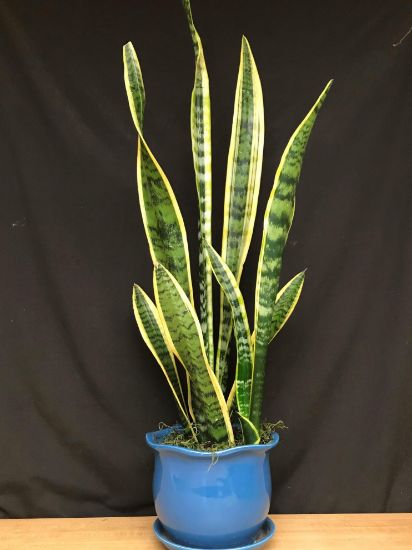 Picture of Sanseveria Snake Plant 6"