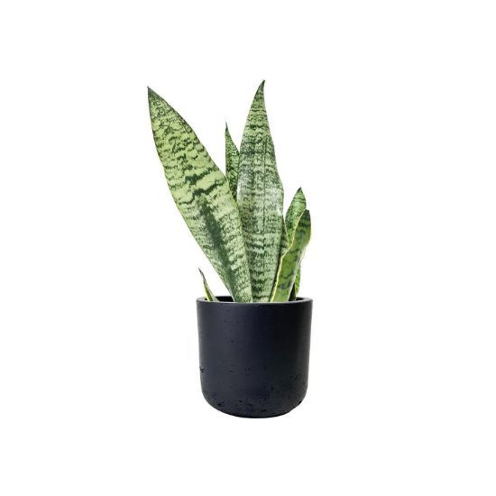 Picture of Sanseveria Snake Plant 10"