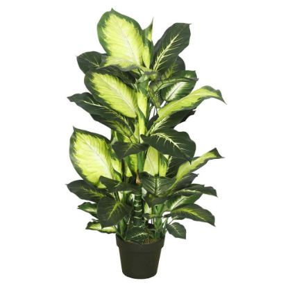 Picture of Dieffenbachia 6"