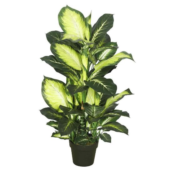 Picture of Dieffenbachia 6"