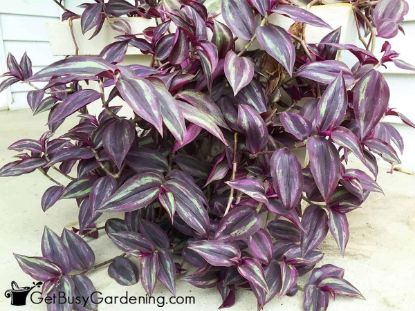 Picture of Wandering Jew 4"