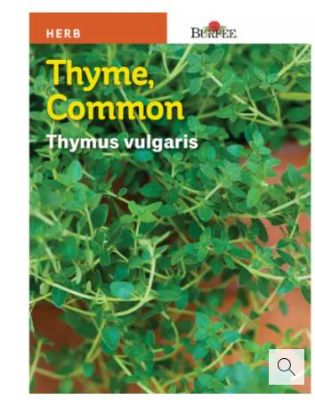 Picture of Thyme Seeds