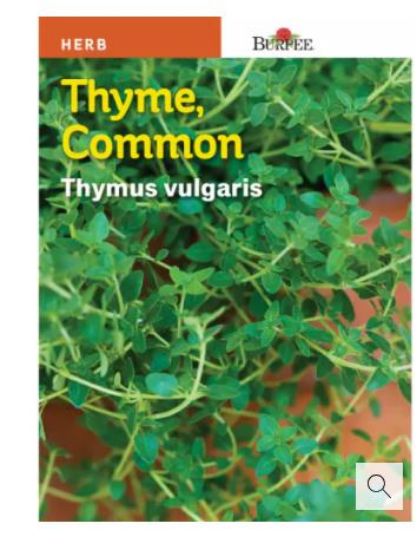 Picture of Thyme Seeds