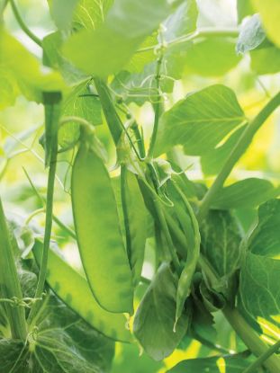 Picture of Mammoth Mixed Color Sweet Pea