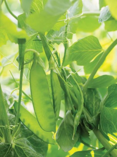 Picture of Mammoth Mixed Color Sweet Pea