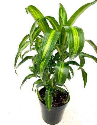 Picture of Draceana Hawaiian Sunshine 6"