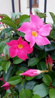 Picture of Mandevilla 6"